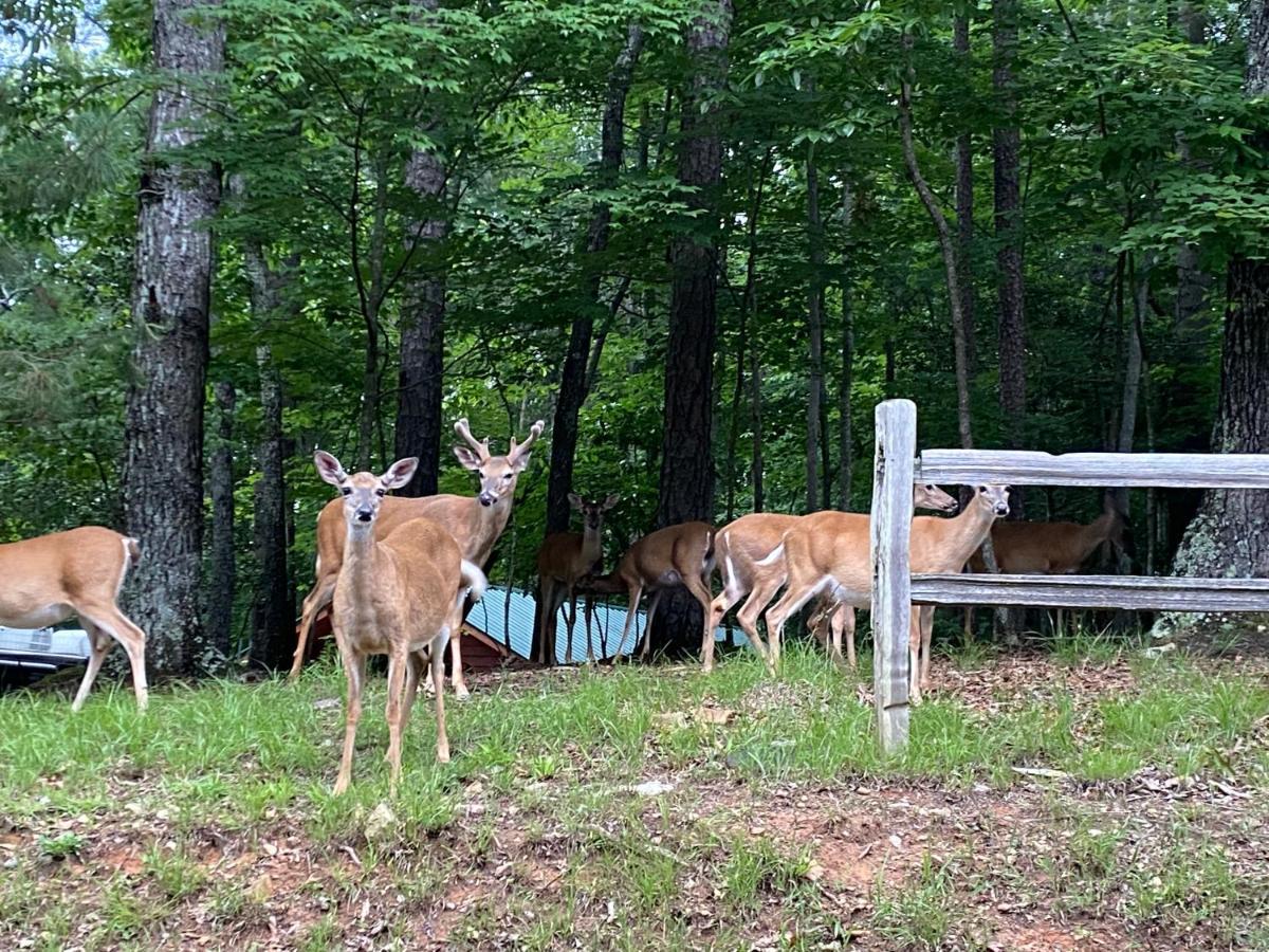 Eagle Mountain River Retreat Ellijay Dış mekan fotoğraf